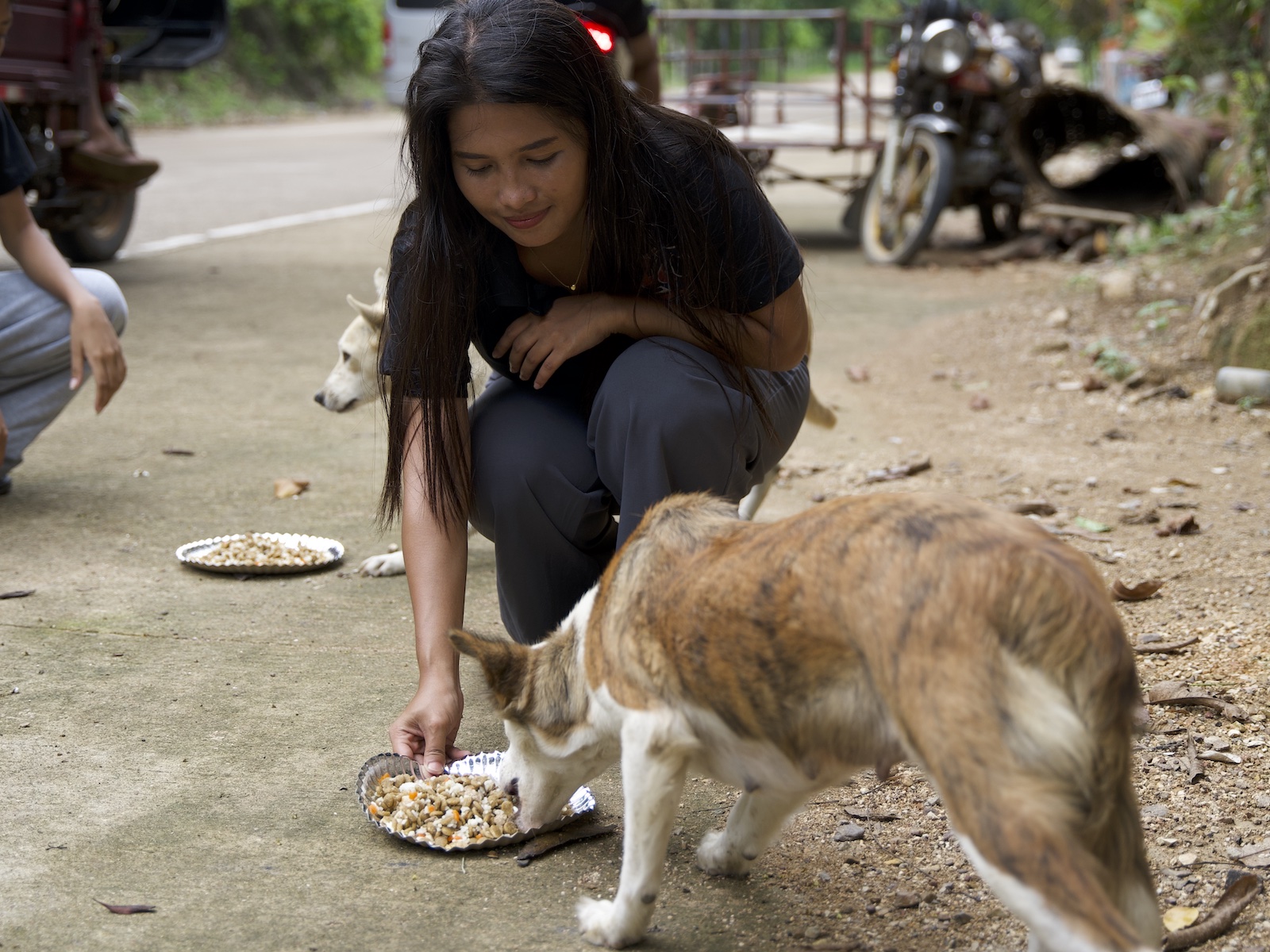 Stray Feeding Program